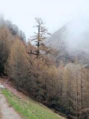 The wife wishes to b