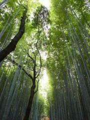 One Night Marriage P