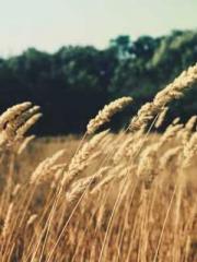 The Daring Wife of a