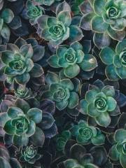 Transmigrated to the