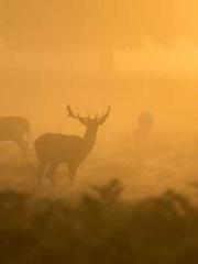 lt;Jingyuan Rong Sha