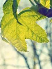 The Rough Man Hunter